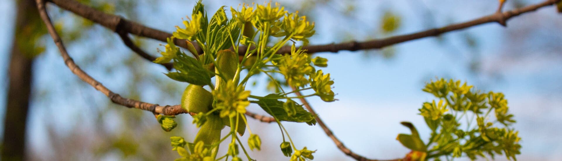 Close-up view of green buds and leaves on a branch against a blue sky.